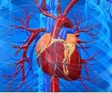 Insuffisance CARDIAQUE, FA: La digoxine associée au décès prématuré – European Heart Journal