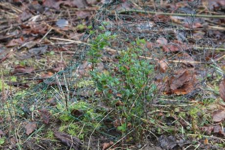 Berberis darwinii