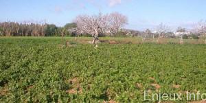 Tunisie/FIDA : Une action en faveur de l’agropastoral