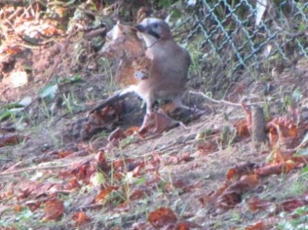 Le geai des chênes geai, oiseaux,