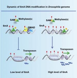 ÉPIGÉNOME: A-t-on découvert une sixième base à l'ADN? – Cell