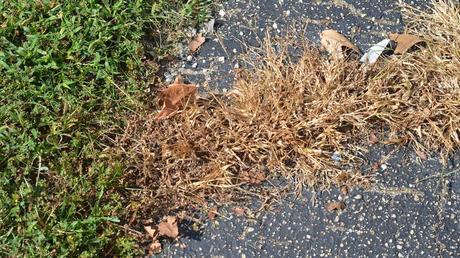La révolution des nouveaux désherbants «bio» L'acide pélargonique agit en détruisant la cuticule qui recouvre, comme une peau, les tiges et les feuilles. En quelques heures la plante sèche et meurt. Crédit photo: Jim Fleenor sous licence Creative Commons.