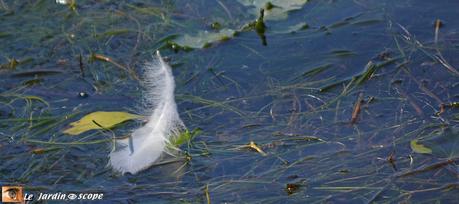 Plume-blanche