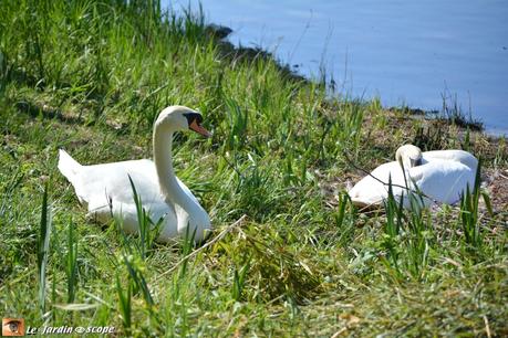 Cygnes nichant sur la berge du Loiret