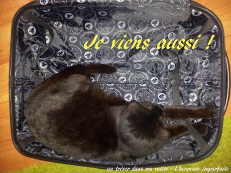 Amour des chats toujours… Amour des chats toujours…