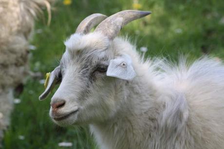 Sortie: La Ferme du Monde à Carentoir (56) carentoir16