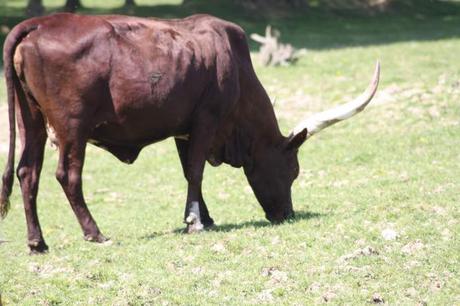 Sortie: La Ferme du Monde à Carentoir (56) carentoir13