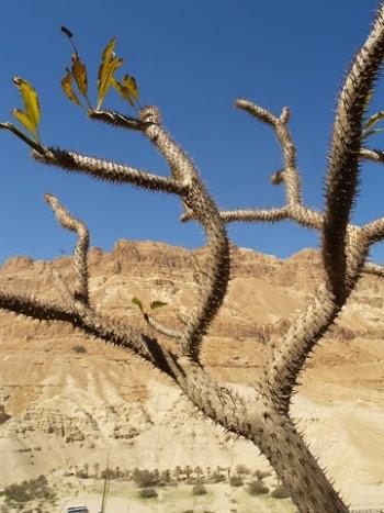 Israël côté désert