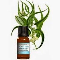 Fabriquer une huile anti-moustiques naturelle et sans danger Préparation à base d'huile essentielle d'eucalyptus citronné