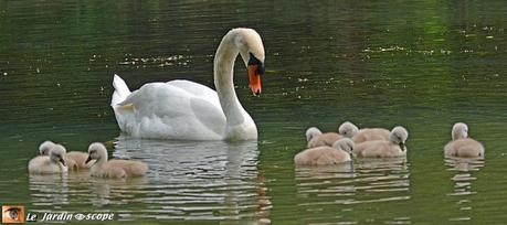 Family-swan