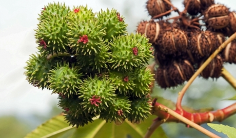Huile de Ricin castor oil graine 1