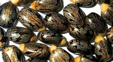 Huile de Ricin castor oil graine 2