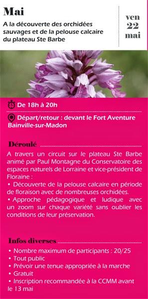 Les orchidées du plateau Sainte-Barbe