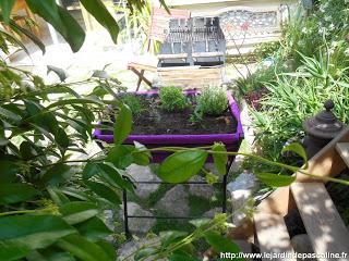 Bac Poppy’s Botanic Bac Poppy’s Botanic