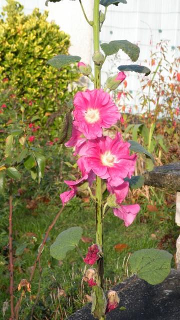 Plante vivace bisannuelle: la rose trémière