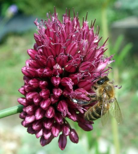 L'ail est une plante vivace à bulbes