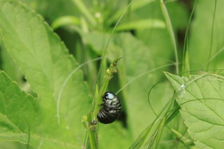 Une larve de chrysomèle noire