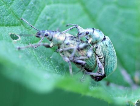 Phyllobius urticae Phyllobius urticae