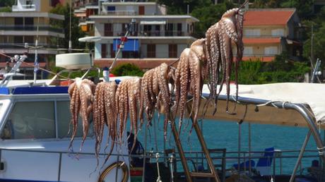 Un tentacule, c’est tentant poulpe-P1500829.jpg