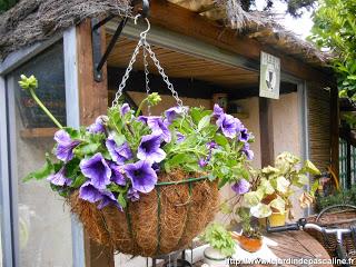 Bouturer les Pétunias Bouturer les Pétunias