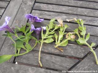 Bouturer les Pétunias Bouturer les Pétunias