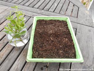 Bouturer les Pétunias Bouturer les Pétunias