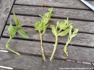 Bouturer les Pétunias Bouturer les Pétunias