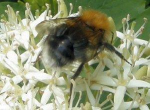 Le Bourdon des arbres, Bombus hypnorum Le Bourdon des arbres, Bombus hypnorum