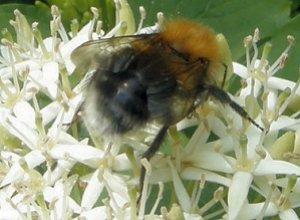 Le Bourdon des arbres, Bombus hypnorum