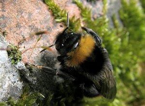 Le Bourdon-coucou, Bombus (Psythirus) vestalis Le Bourdon-coucou, Bombus (Psythirus) vestalis