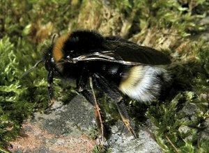 Le Bourdon-coucou, Bombus (Psythirus) vestalis Le Bourdon-coucou, Bombus (Psythirus) vestalis