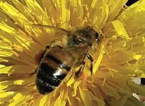 L'Abeille, Apis mellifera L'Abeille, Apis mellifera