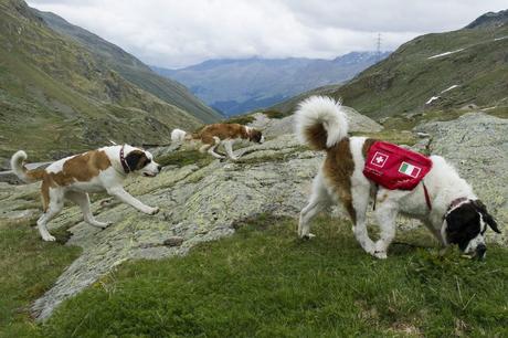 stbernard