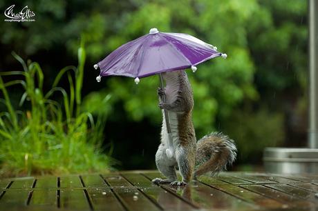 Trop mignon : un écureuil s'abrite sous un parapluie