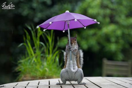 Trop mignon : un écureuil s'abrite sous un parapluie