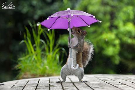 Trop mignon : un écureuil s’abrite sous un parapluie Trop mignon : un écureuil s'abrite sous un parapluie