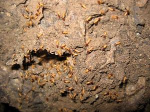 Des termites pourraient remplacer nos pompistes?
