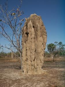 Des termites pourraient remplacer nos pompistes?