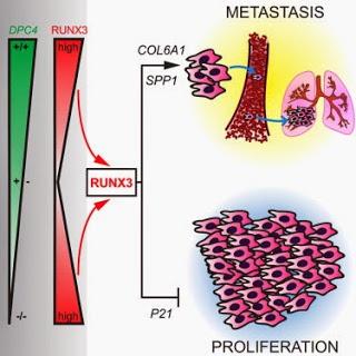 #Cell #adénocarcinomepancréatique #proliférationcellulaire #métastases RUNX3 contrôle le passage au stade métastatique de l’adénocarcinome des canaux pancréatiques