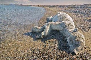 Les lions de mer victimes du réchauffement climatique