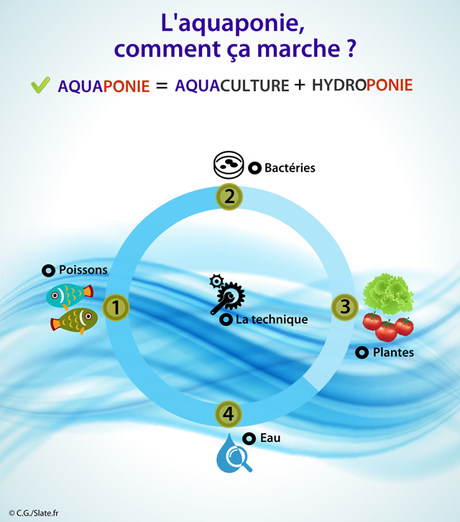 La révolution aquaponique aura-t-elle lieu? La révolution aquaponique aura-t-elle lieu?