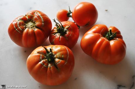 Tomates mures cueillies