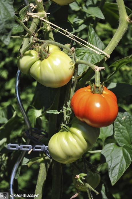 Tomate • Lycopersicum esculentum