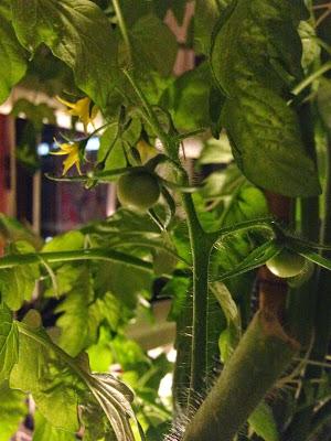 Le potager is back ! Le potager is back !