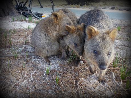 Vous avez dit quokka? Découvrez Rottnest Island, île paradisiaque de la Western Australia quokka family