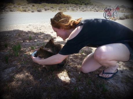 Vous avez dit quokka? Découvrez Rottnest Island, île paradisiaque de la Western Australia cute quokka