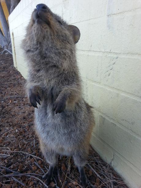 Vous avez dit quokka? Découvrez Rottnest Island, île paradisiaque de la Western Australia cute quokka Rottnest Island