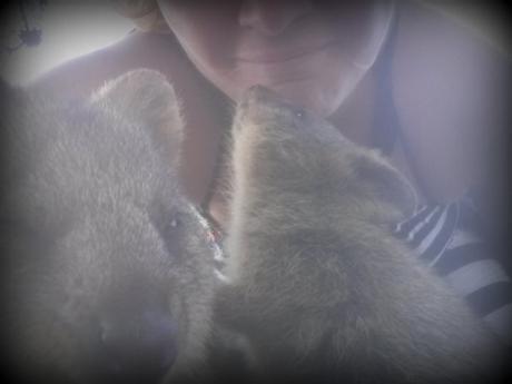 Vous avez dit quokka? Découvrez Rottnest Island, île paradisiaque de la Western Australia happiest animal en earth