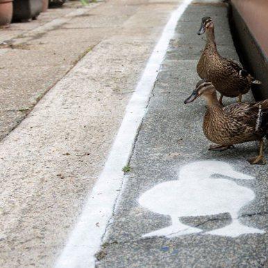 La nouvelle est assez insolite ! A Londres : une voie réservée aux canards en bord de canal !