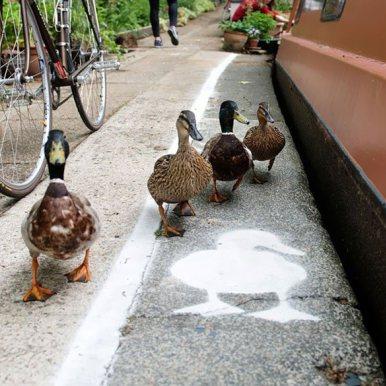 La nouvelle est assez insolite ! A Londres : une voie réservée aux canards en bord de canal !